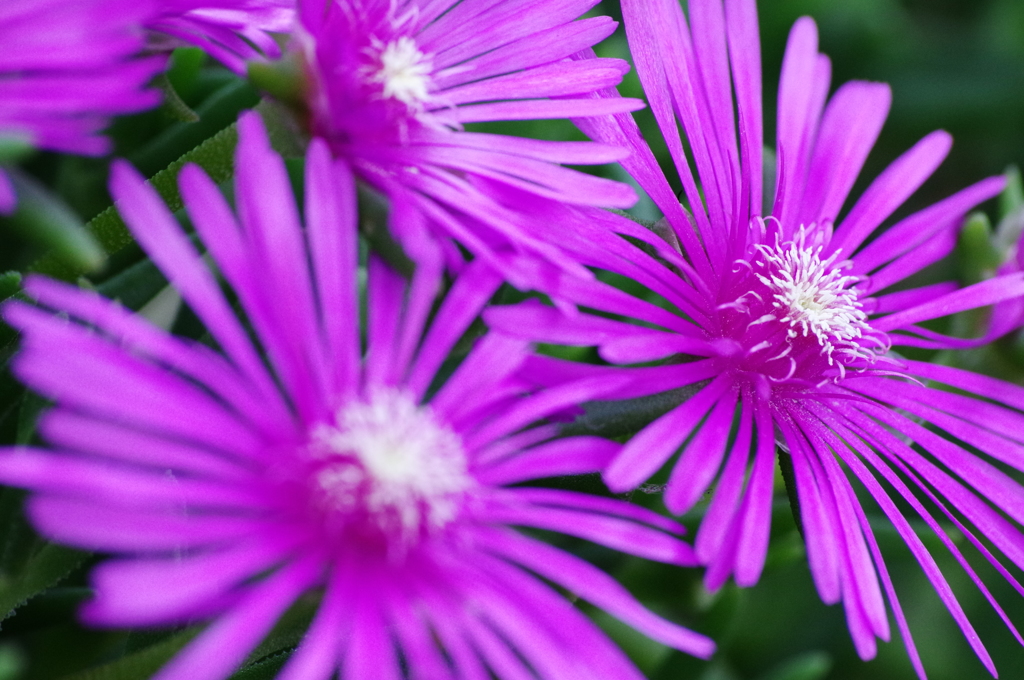 道端の花
