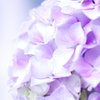 紫陽花