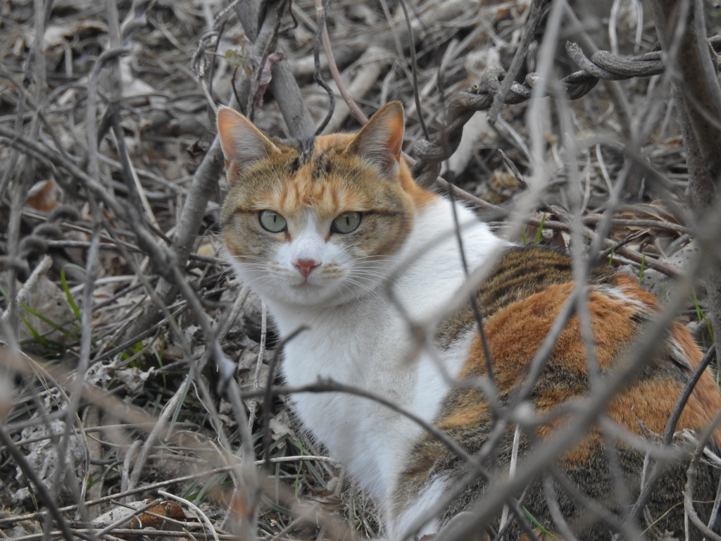 野良猫