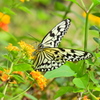 沖縄の蝶