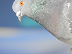 鳩