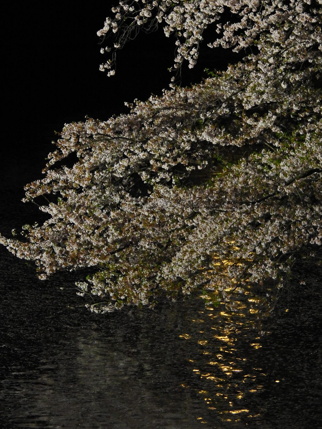 千鳥ヶ淵の夜桜