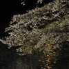 千鳥ヶ淵の夜桜