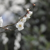 白梅　その２