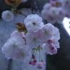 八重桜