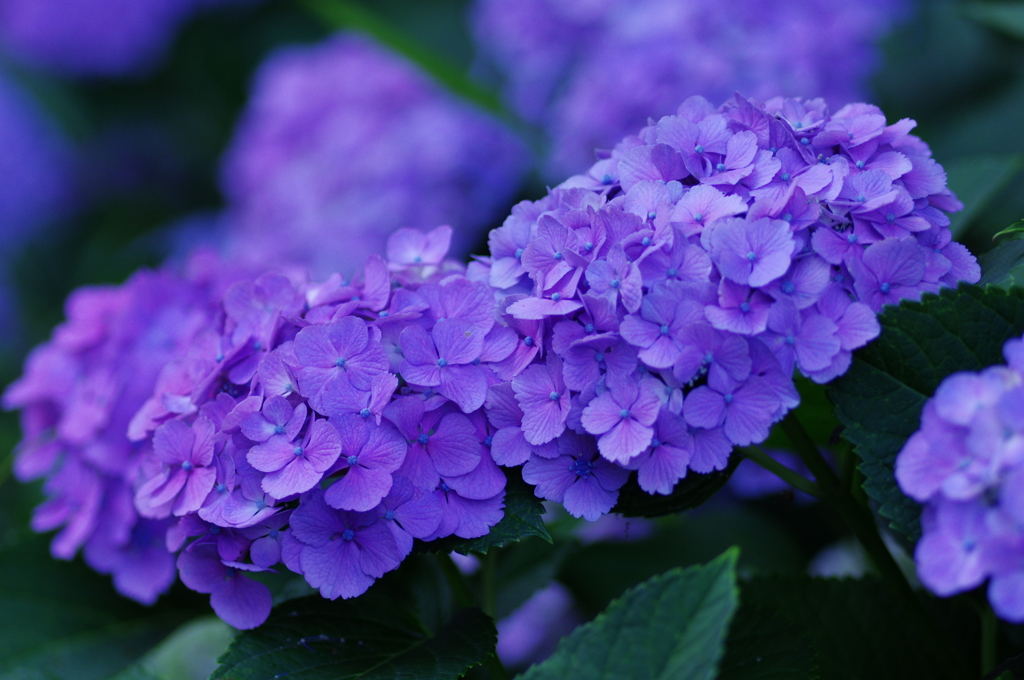 紫陽花　あじさい　アジサイ