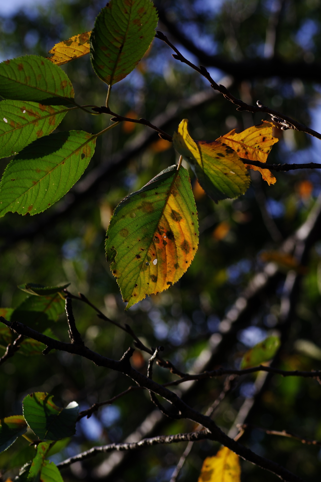 秋の桜葉　その３