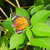 沖縄の蝶