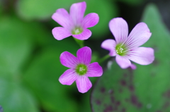 そこいらに咲く花