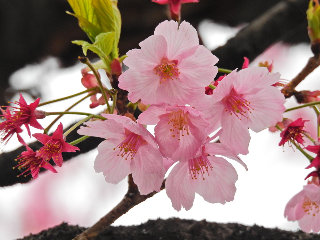 千鳥ヶ淵の桜