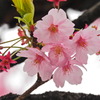 千鳥ヶ淵の桜