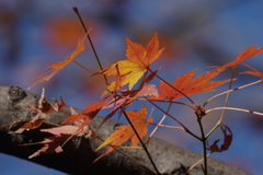 頭上の紅葉