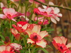 早春の花