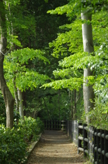 緑の散歩道