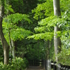 緑の散歩道