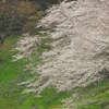 千鳥ヶ淵の桜