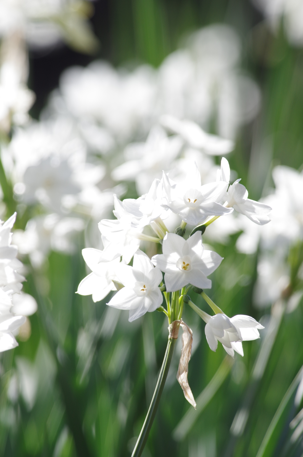 narcissus fields