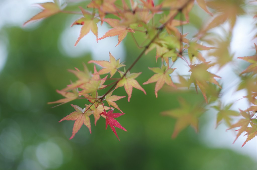 かえで