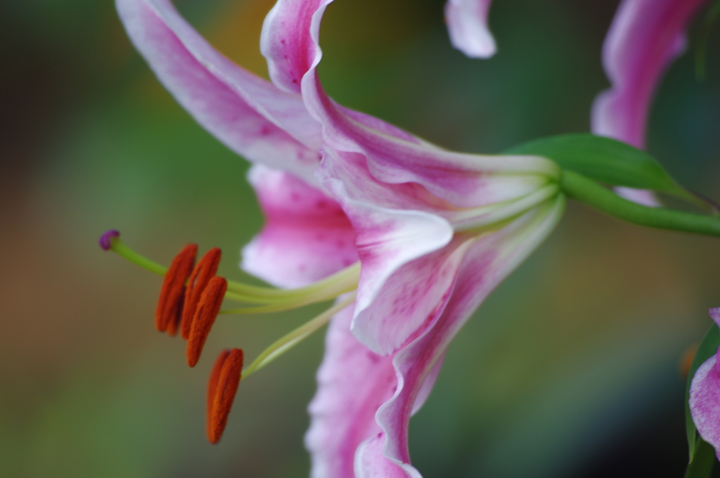 花（１）
