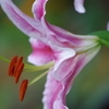 花（１）