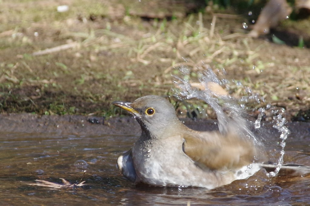 シロハラさん、これから行水モード