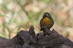 相思鳥のごはん