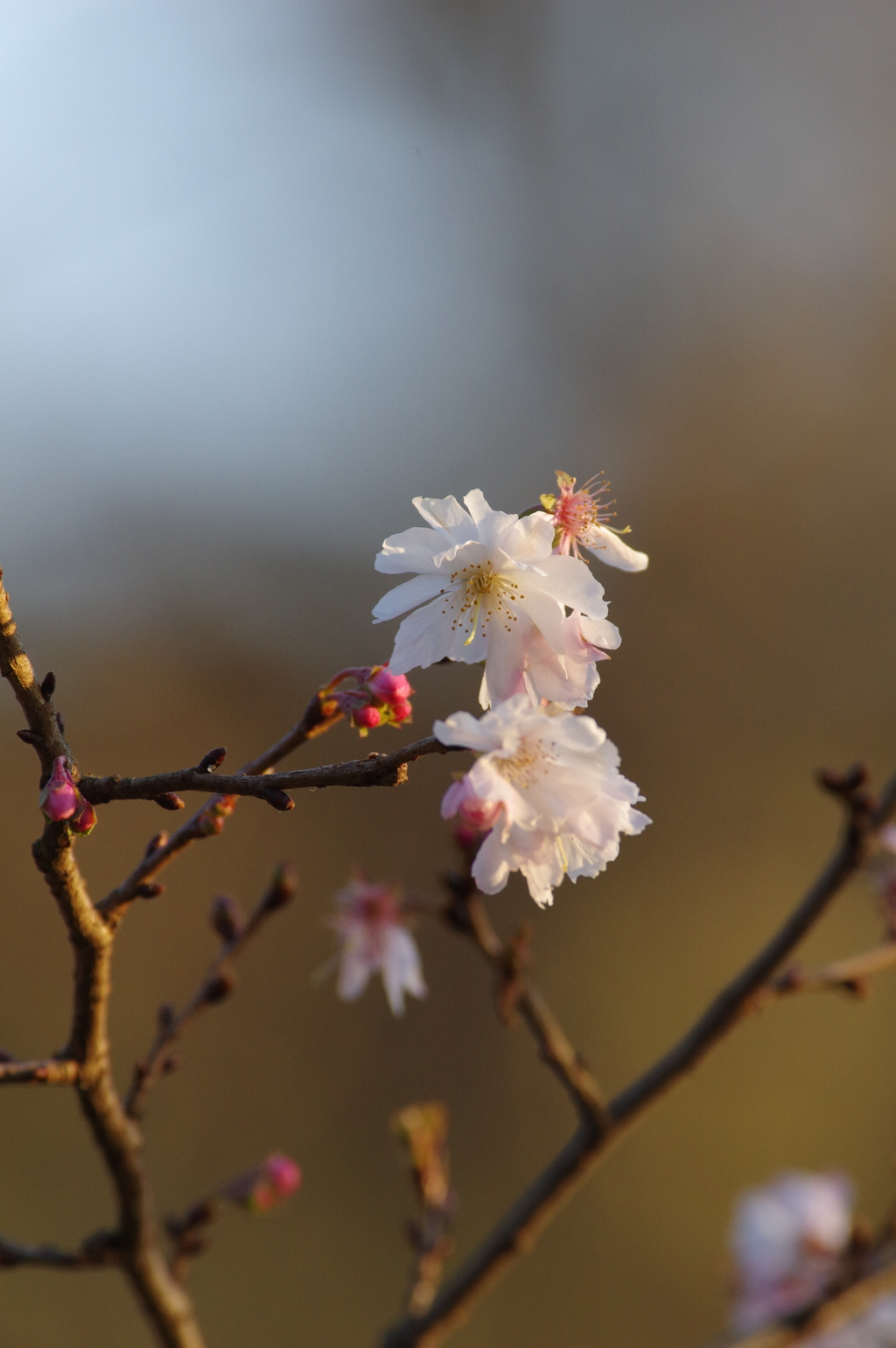 師走の十月桜