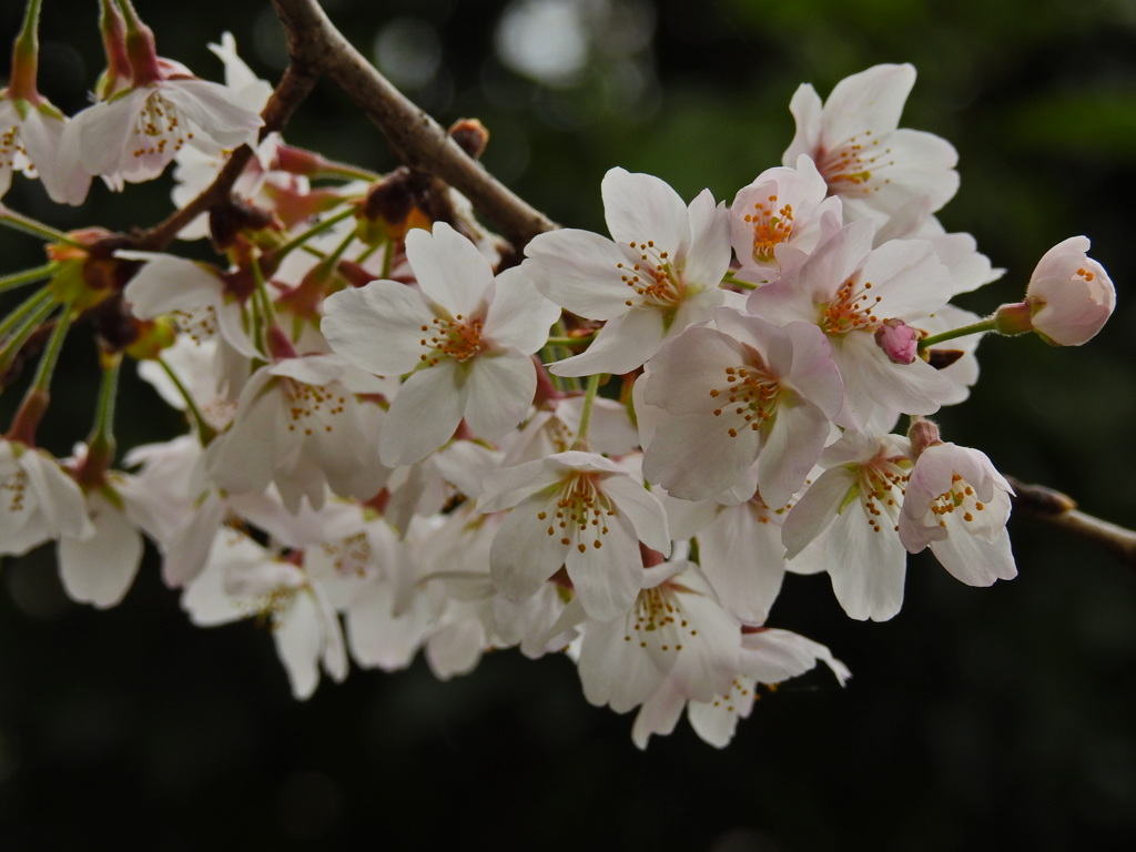 桜堤通り