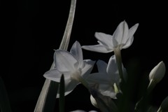 Narcissus in the shadow