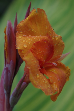 雨上がりの花