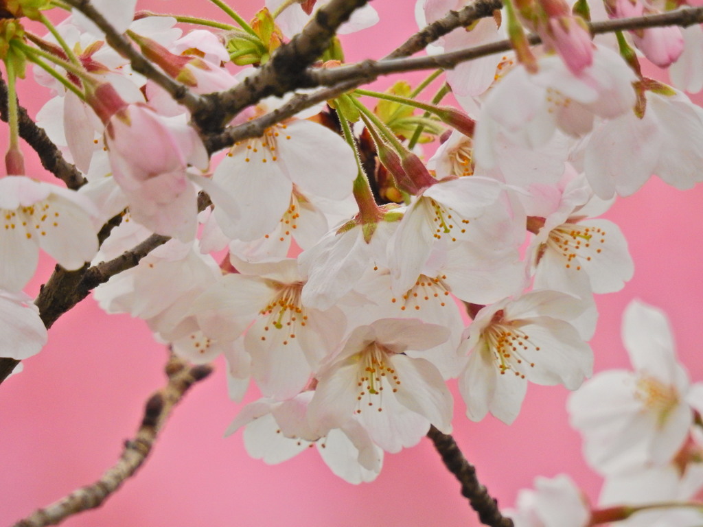 千鳥ヶ淵の桜