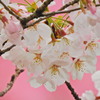 千鳥ヶ淵の桜