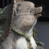 狸