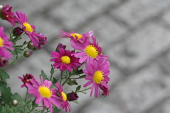 花・石畳