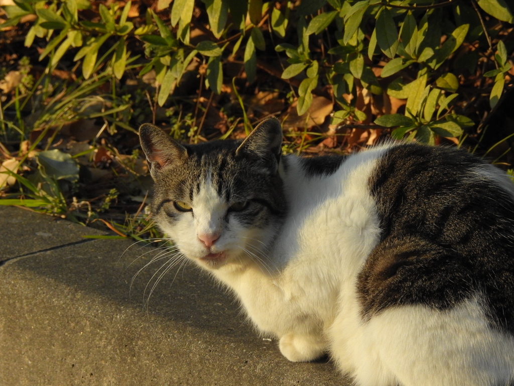 表情ゆたかな野良猫