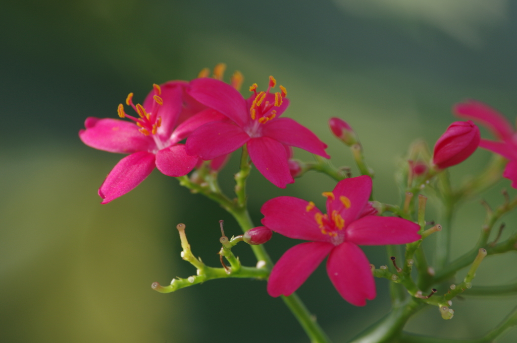 南洋桜