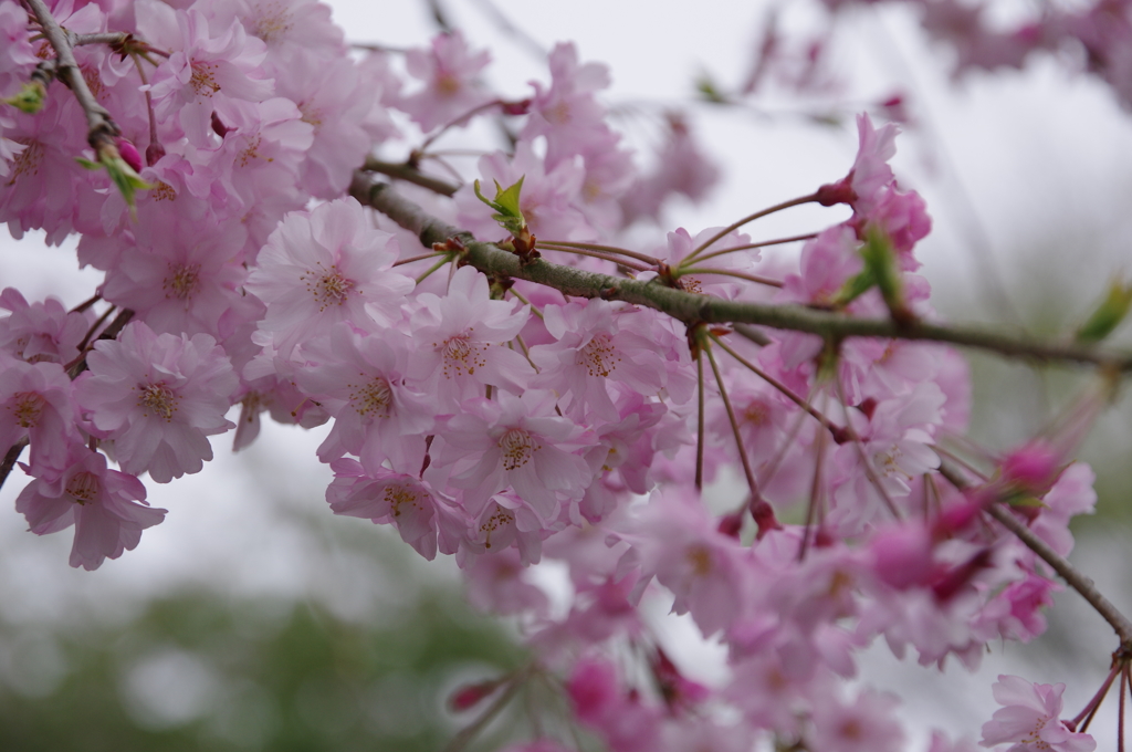 桜