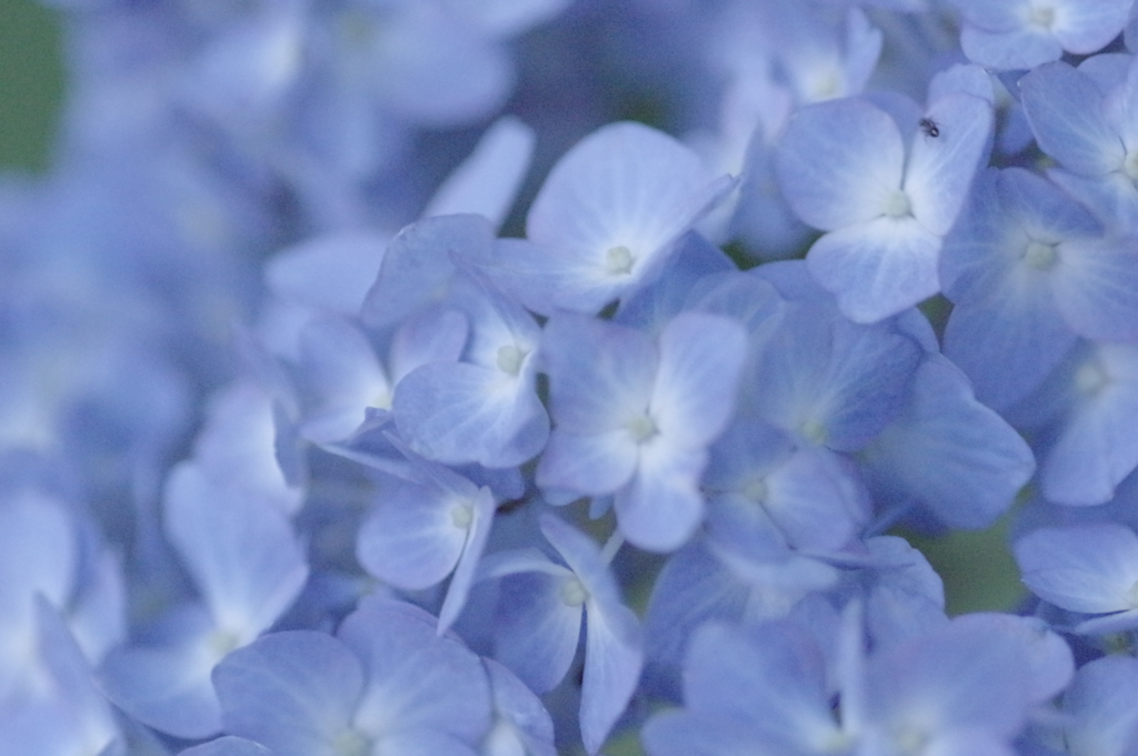 紫陽花