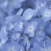 紫陽花