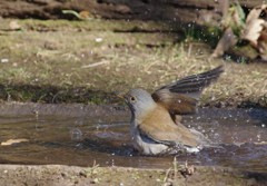 シロハラさん、行水