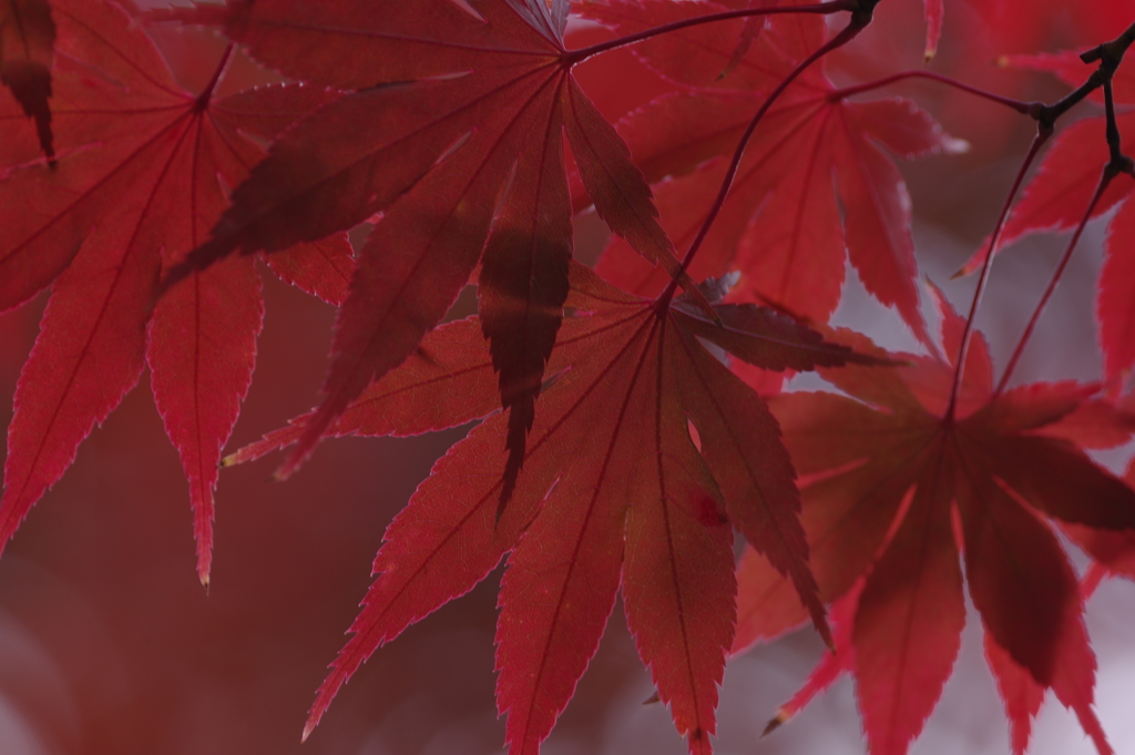 紅葉　その２