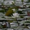 雨上がり（１）