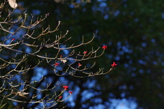 紅い実