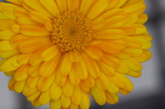 通勤途上の花（２）