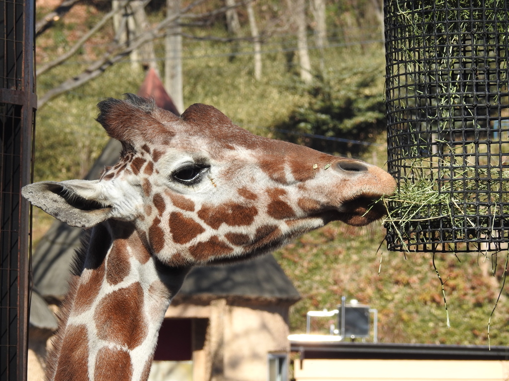 多摩動物公園　キリン