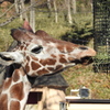 多摩動物公園　キリン