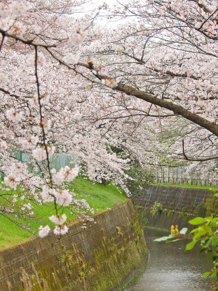 桜のかけはし