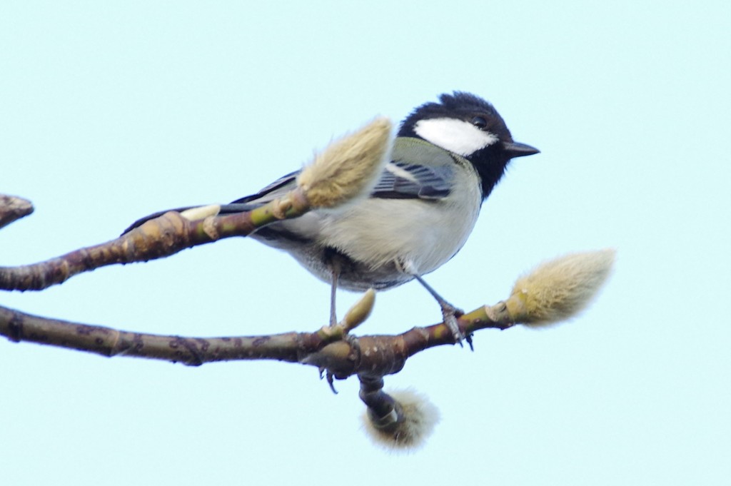 シジュウカラ