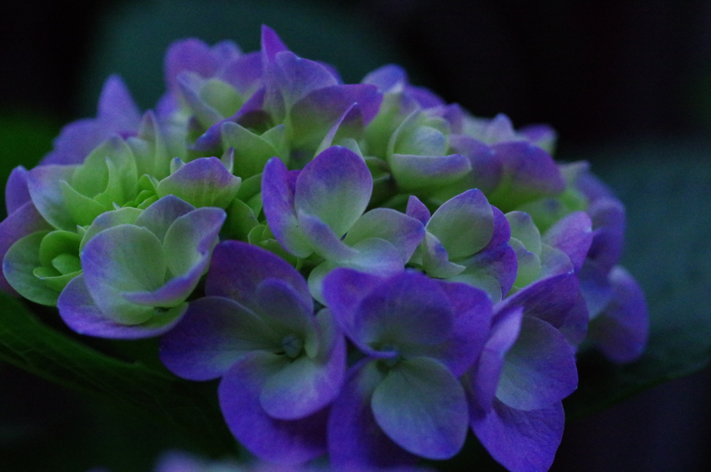 紫陽花