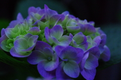 紫陽花